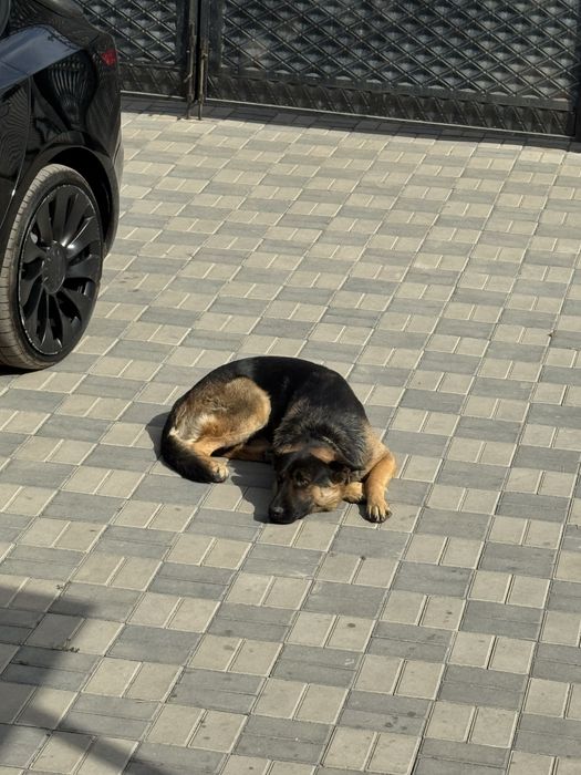 Вязка кобель ищем девочку