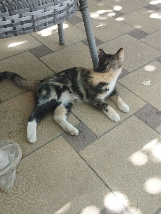 Zotdor tigr laqabli mushuk