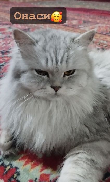 Mushuk shinshilla britian bolalari sotiladi