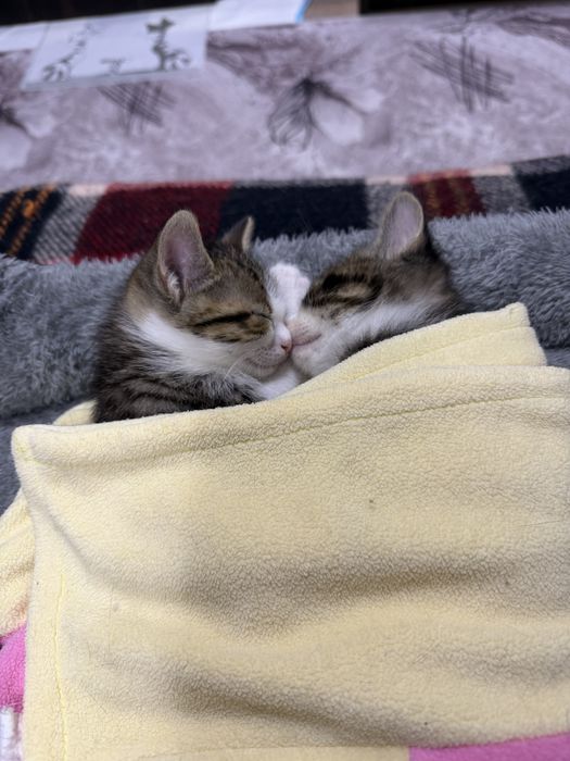 Подаряват се котенца