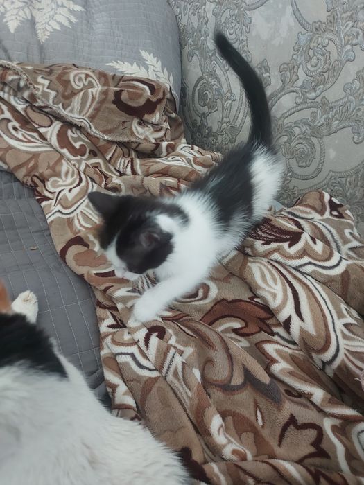 Отдам даром котёнка.