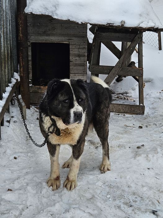 Отдам в хорошие руки