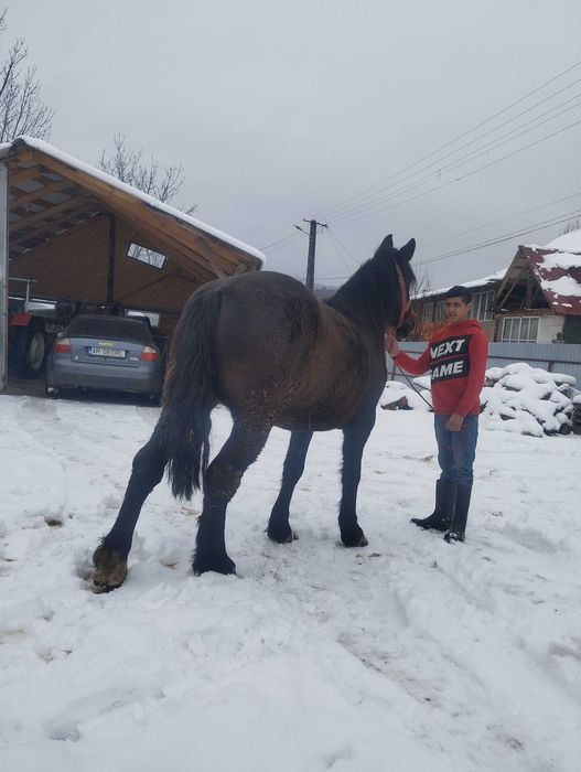 Vând mânză de tren