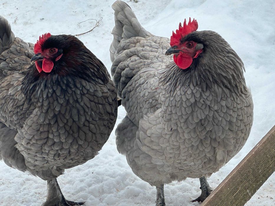 Ouă  incubat  Araucana Marans Wyandotte auriu La Bresse Plymonth R B