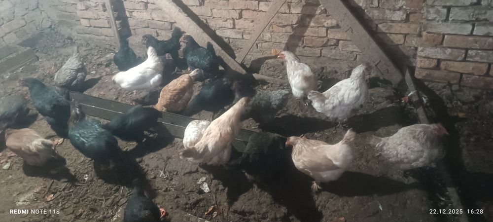 Продаються домашнии куры и 1 петух всех сразу