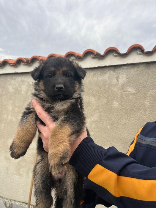 Чистокръвни немски овчарки