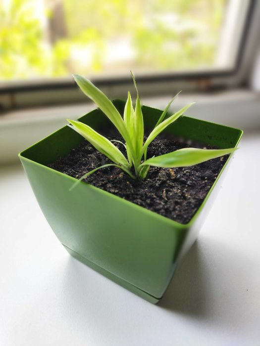 Хлорофитум (комнатные растения)