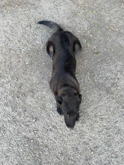 Пристраивается собака в добрые руки ( ТОЛЬКО ОТВЕТСТВЕННЫМ )