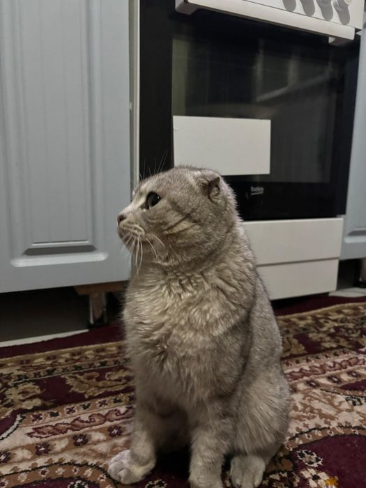 продается кот мальчик