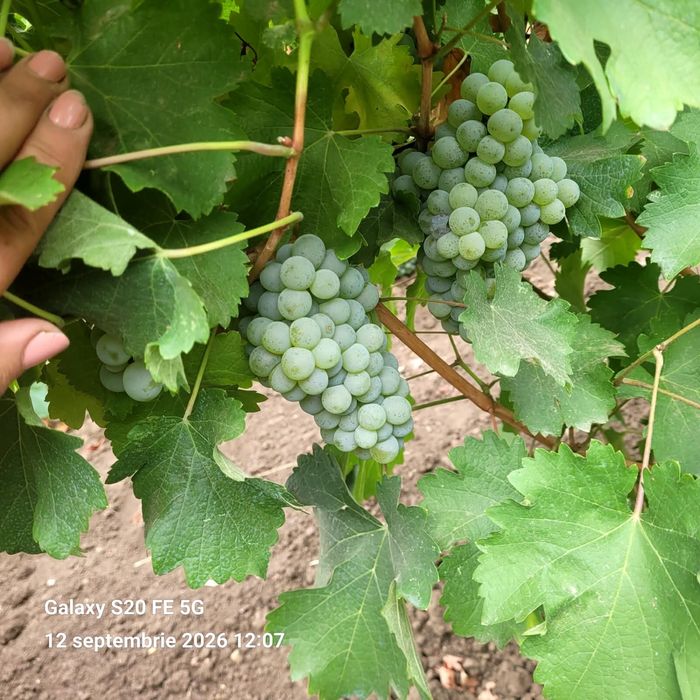Struguri sauvignon blanc