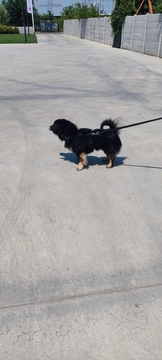 Donez cățel de 3 ani, cu carnet de sanatate și cip