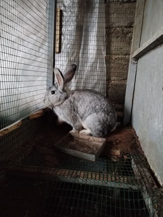 Quyon sotlad soglom boqilgan