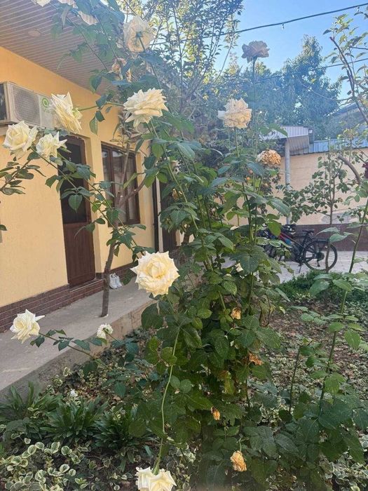 Аренда Бадамзар Участок Участка Фул комплект 3 санузел