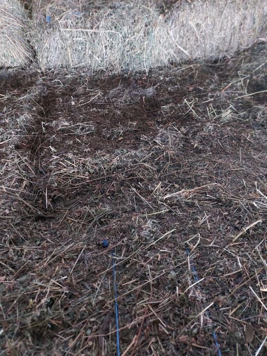 Baloti lucerna si fan