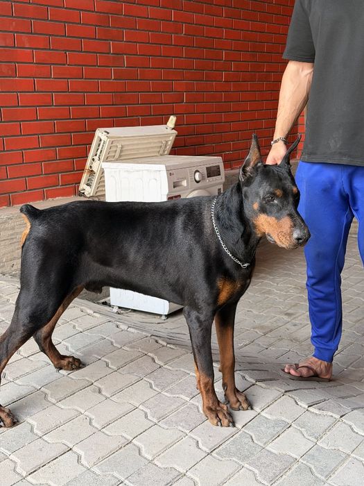 Доберман чистокровный