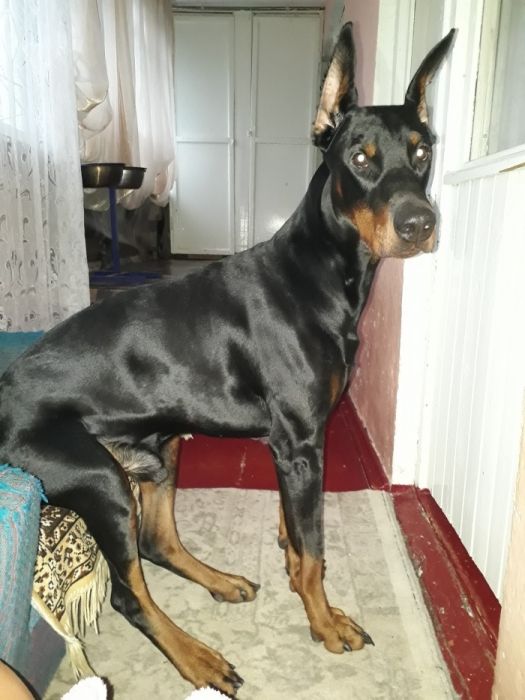 Доберман для вязки