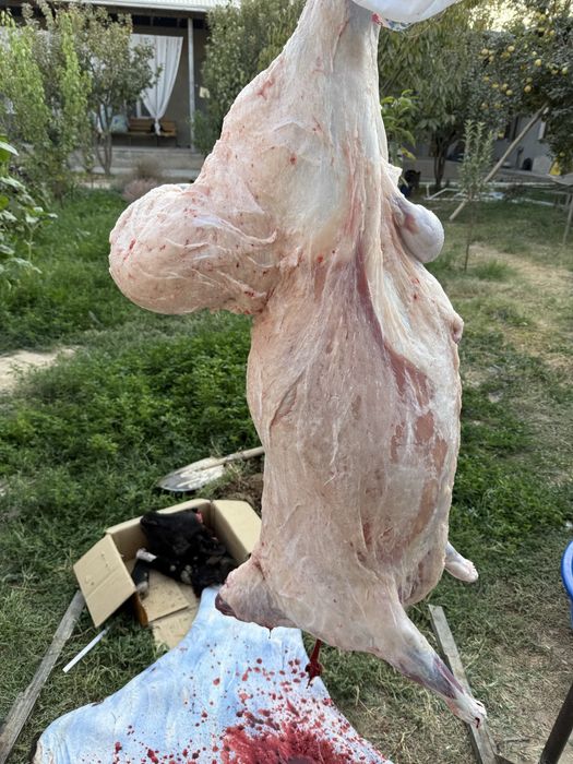 Qassob.Кассоб servis  хизмати сифатли ва халол  toza qoʻylarimiz zam b