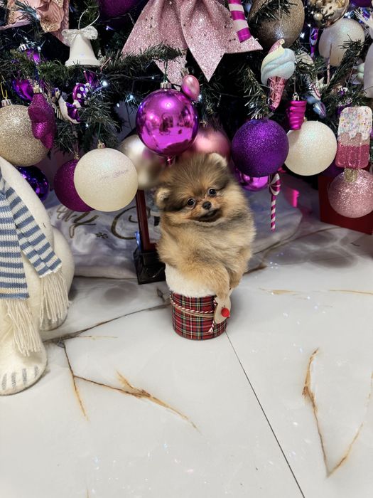 Mascul pomeranian fci pedigree