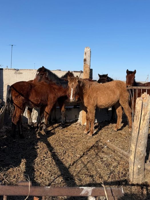 Продам жеребят цена договорная