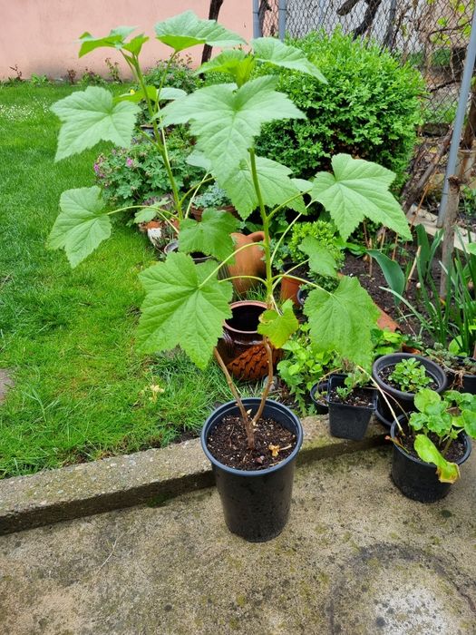 Лимон, Смокиня, Касис,  Алое