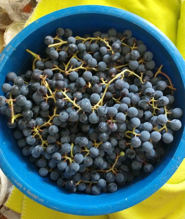 Продам  виноград