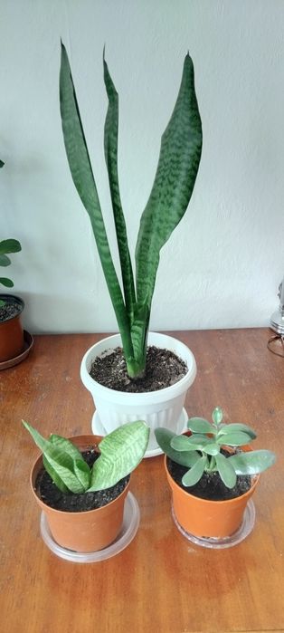 Мушкато, сакъз, сансевиера, дърво на живота, божи венец, дебела мара,