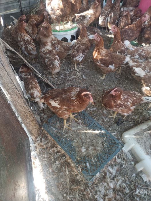 Продам кур Ломан браун