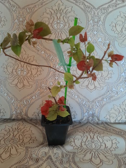 Продам бугенвиллию