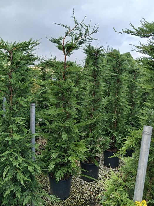 Chiparos leylandii  gard viu 100 ron oferta