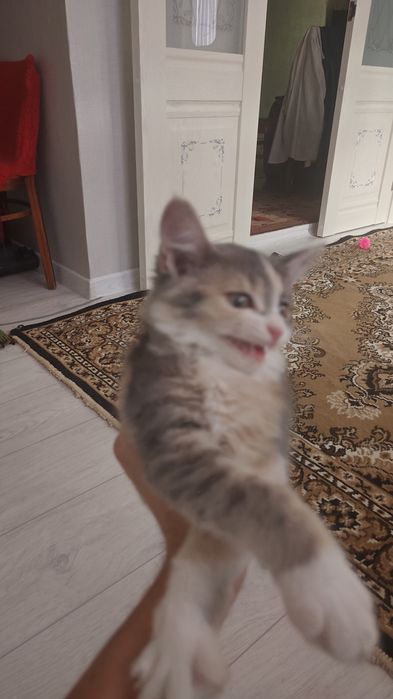 Котёнок хорошие руки