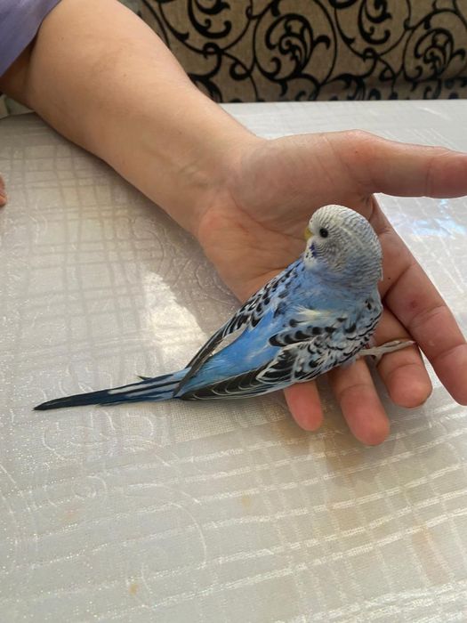 Продам волнистых попугаев