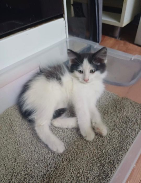 Котёнок 2 месяца