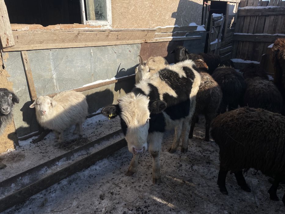 Баспактар сатылады