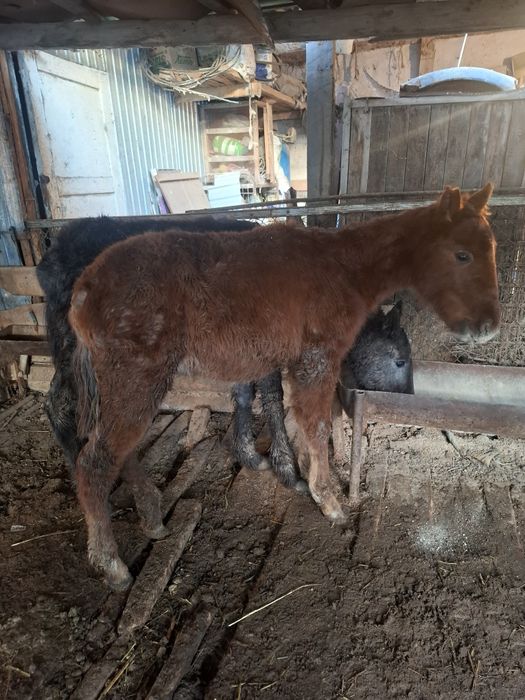 Жабагы сатылады.