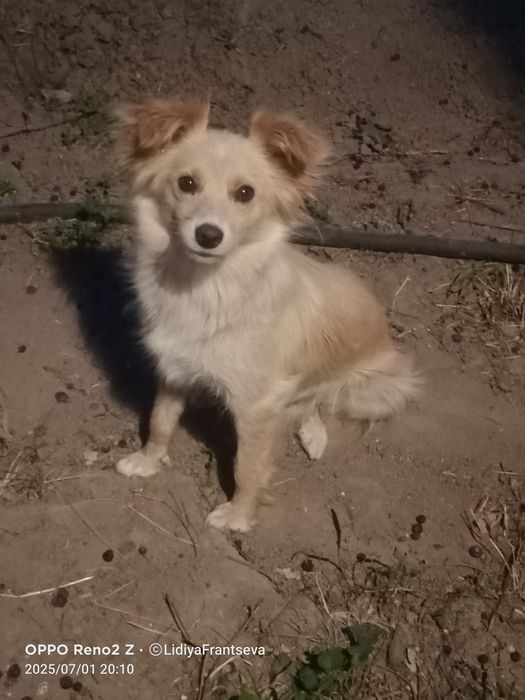 Белка ищет дом и любящее сердце