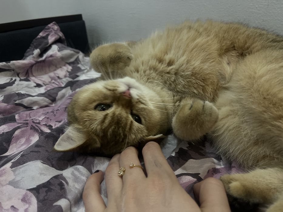 Передержка кошек