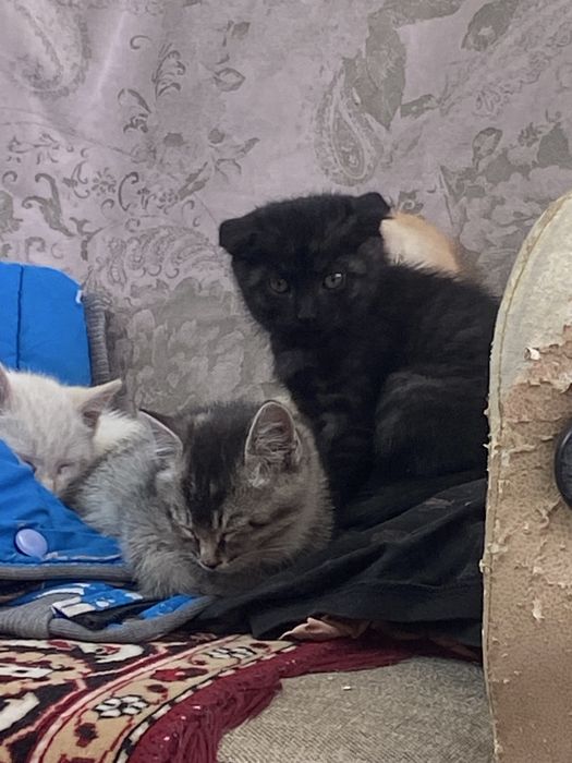 Котята лапочки.