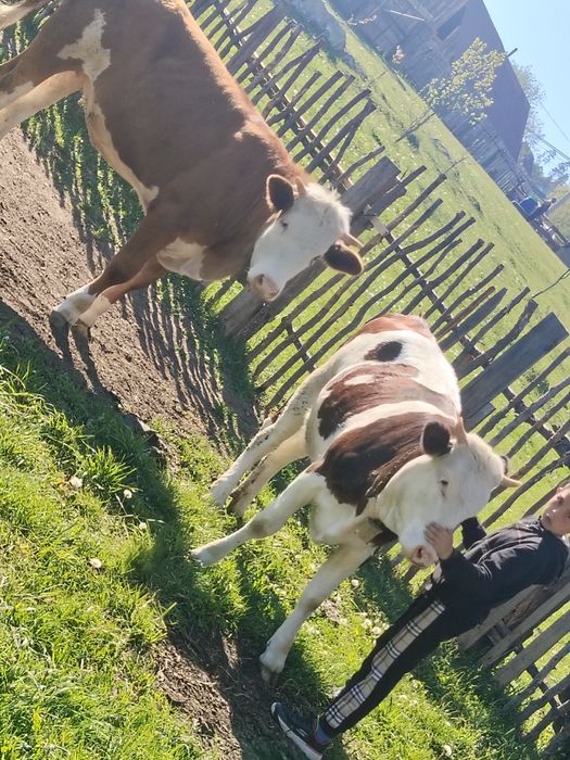 Vițele de vânzare