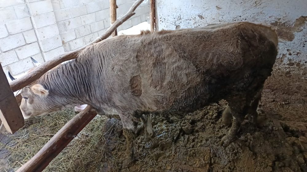 5 жасар семіз сиыр