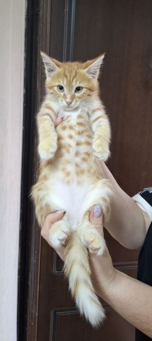 Отдам котёнка-мальчика