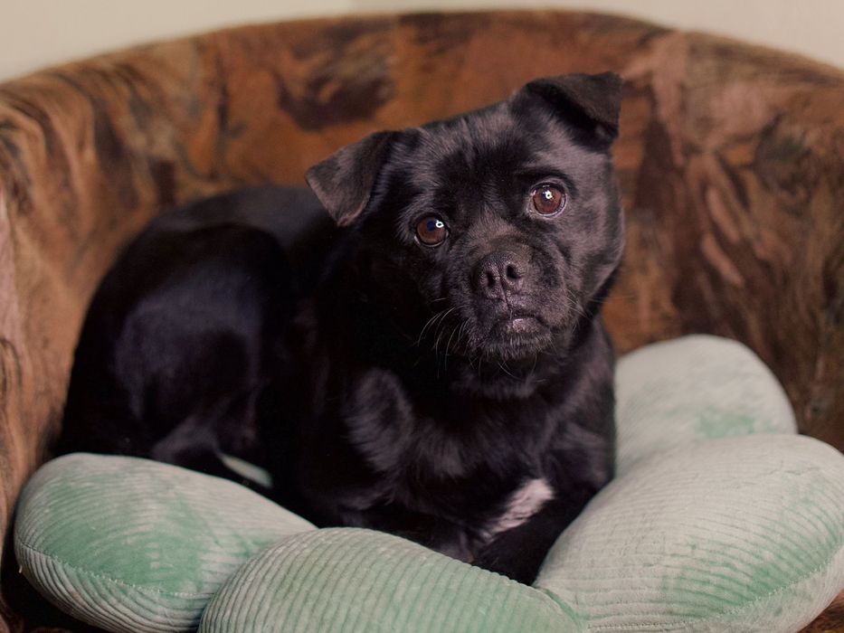 Лия ищет любящую семью!