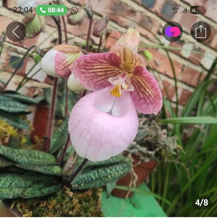 Комнатные цветы Орхидеи.