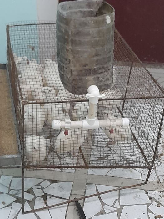 Bedana sotiladi narxini kelishamis