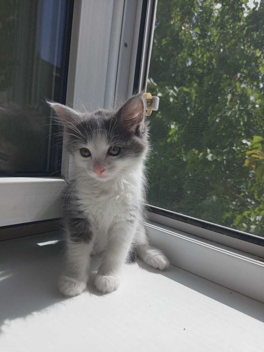 Котята бесплатно