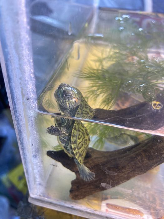 Продам красноухую черепашку