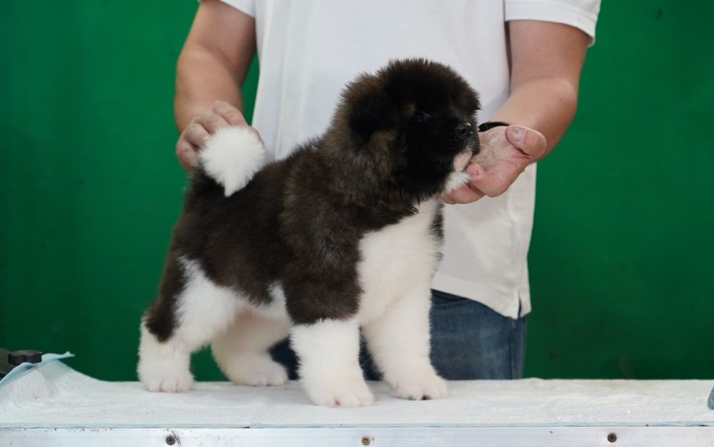 American Akita par lung