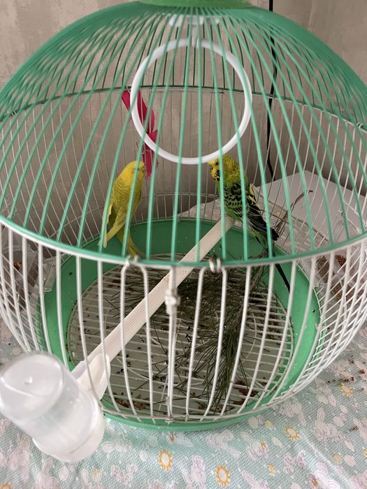 Два попугая волнистые с клеткой