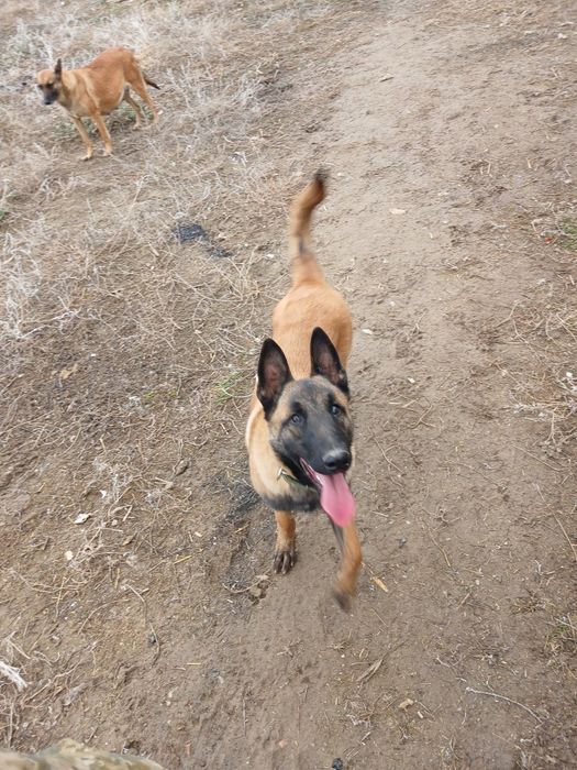 бельгийский овчарка Малинуа