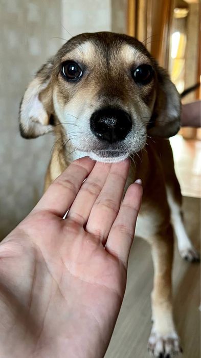 Ищем семью Риччи!