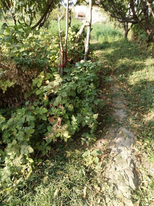 Yer sotilad(quruq yer) 4 sotix